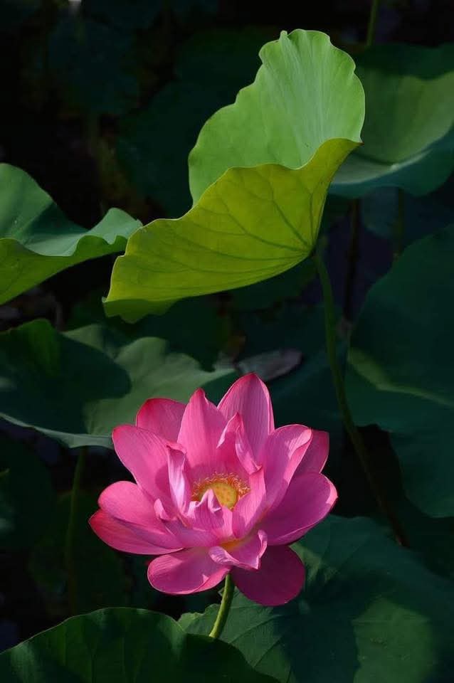 Tác dụng rau xanh