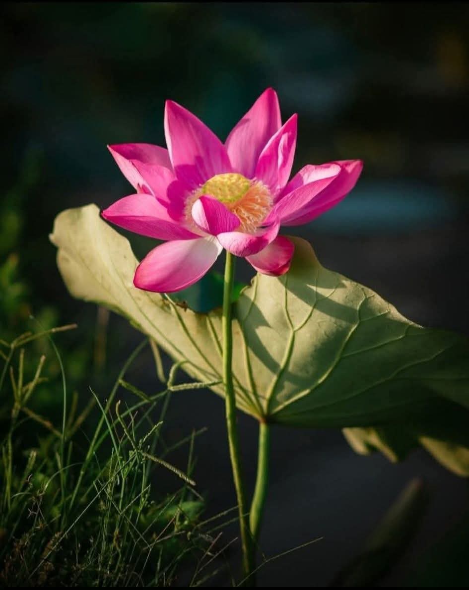 Thiếu máu