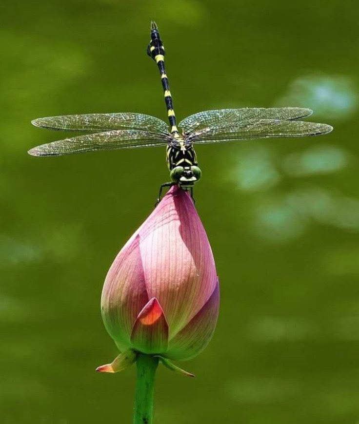 Phước báu giản đơn
