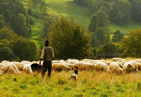 Người chăn cừu và sợi dây vô hình