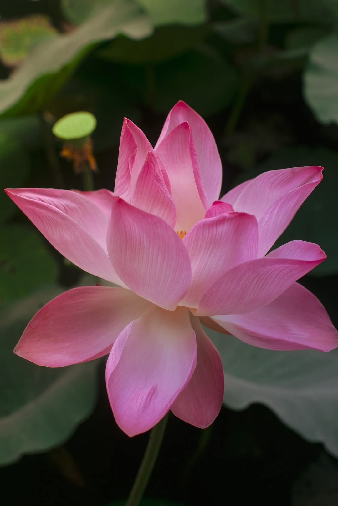 Tu ngay giữa đời sống này