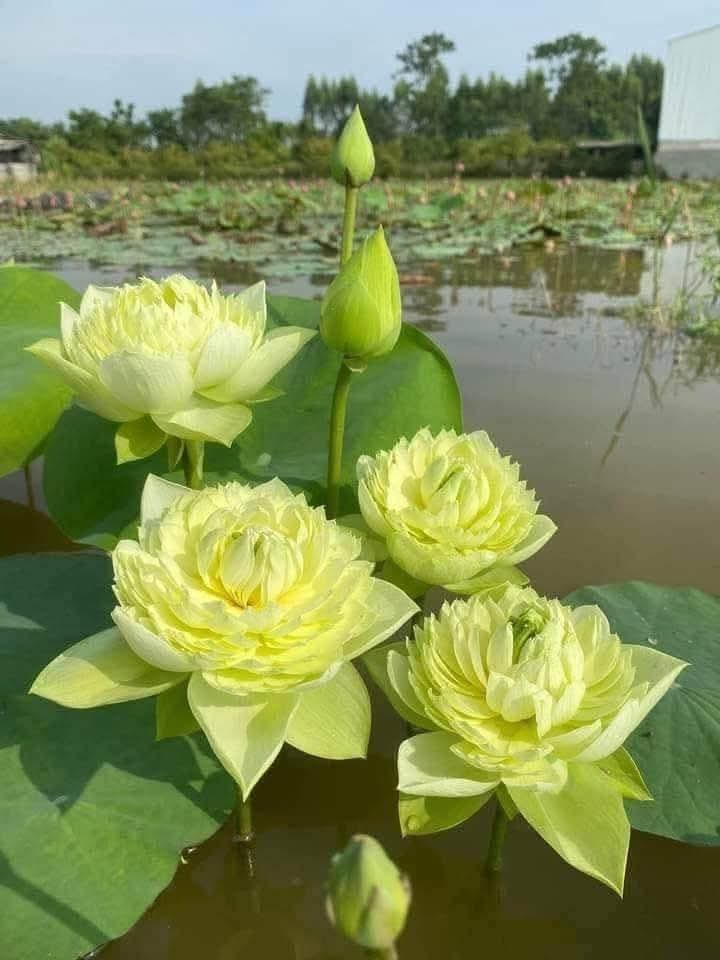 Cuộc đời thành công hay thất bại, tùy thuộc vào trạng thái của tâm