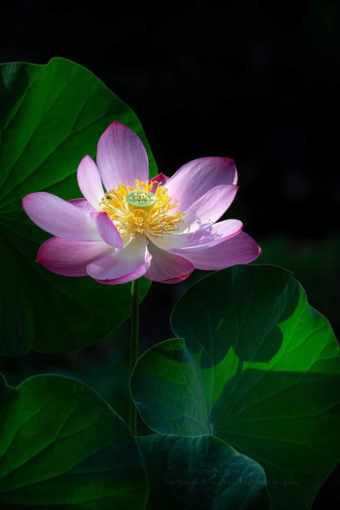 5 điều quán tưởng