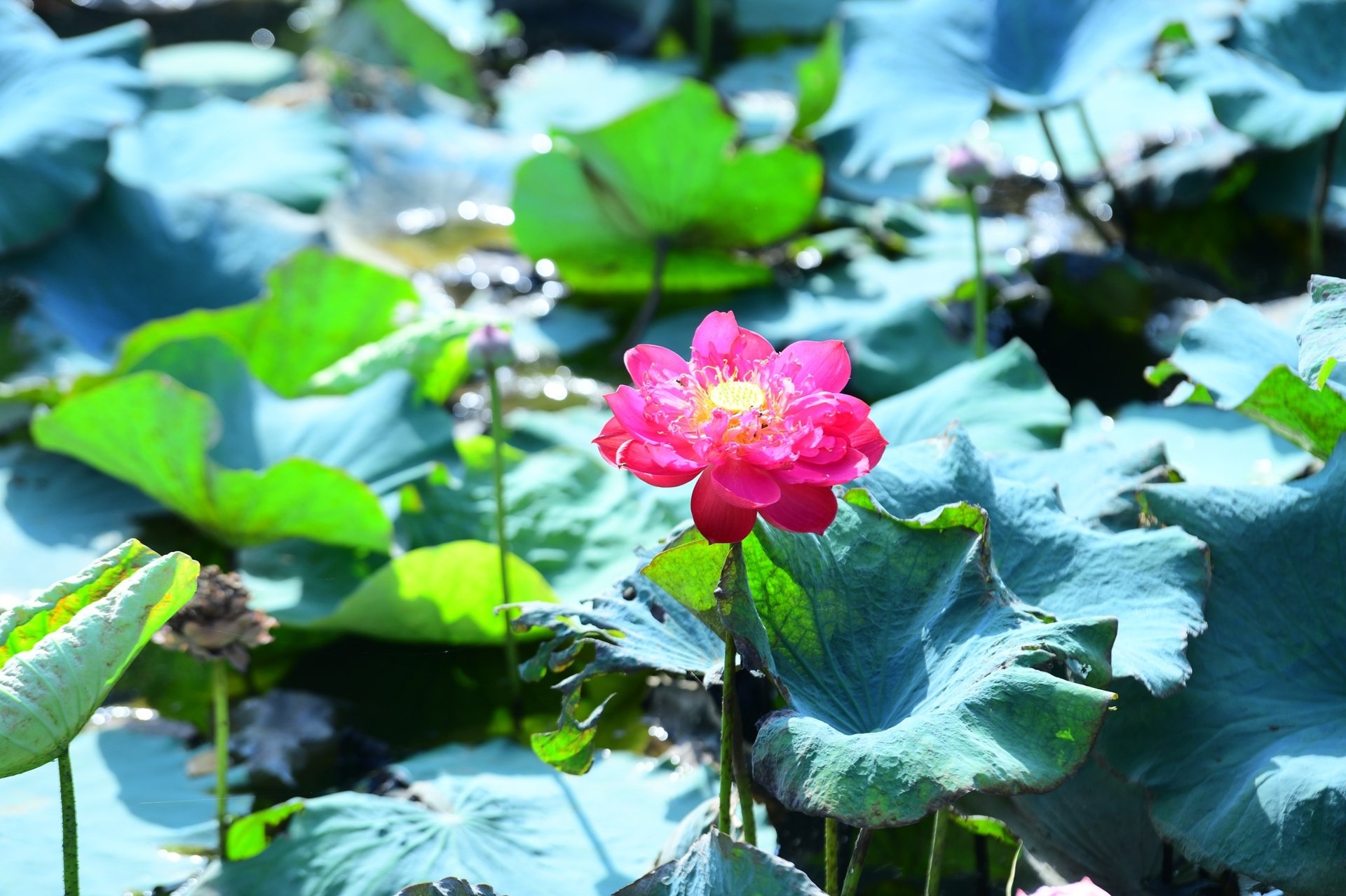 Không có gì ở lại mãi