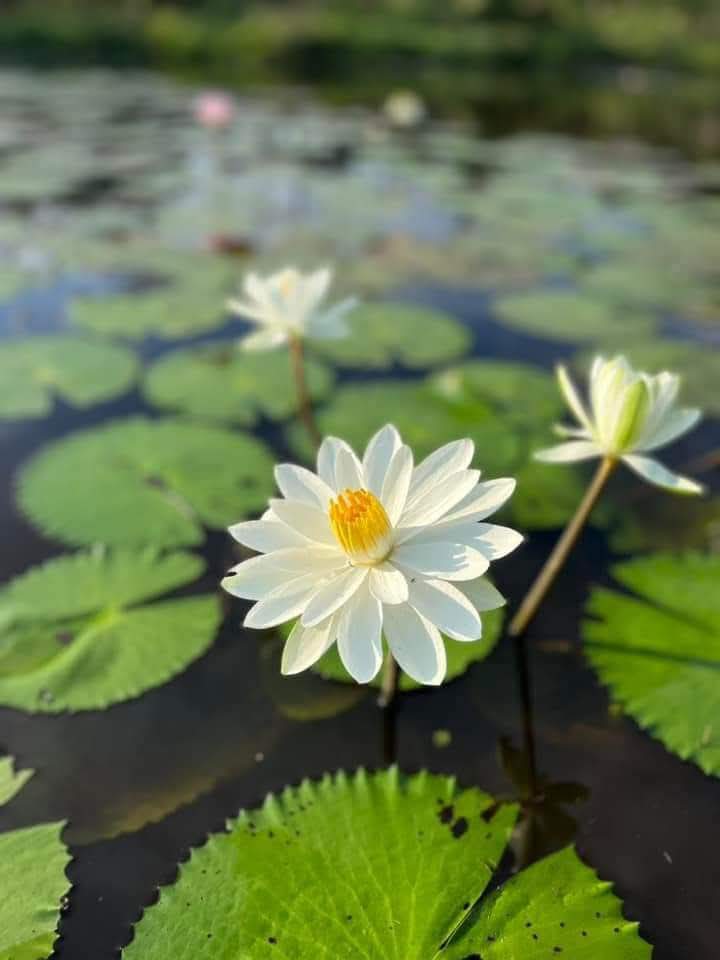 Biết ơn và khoan dung