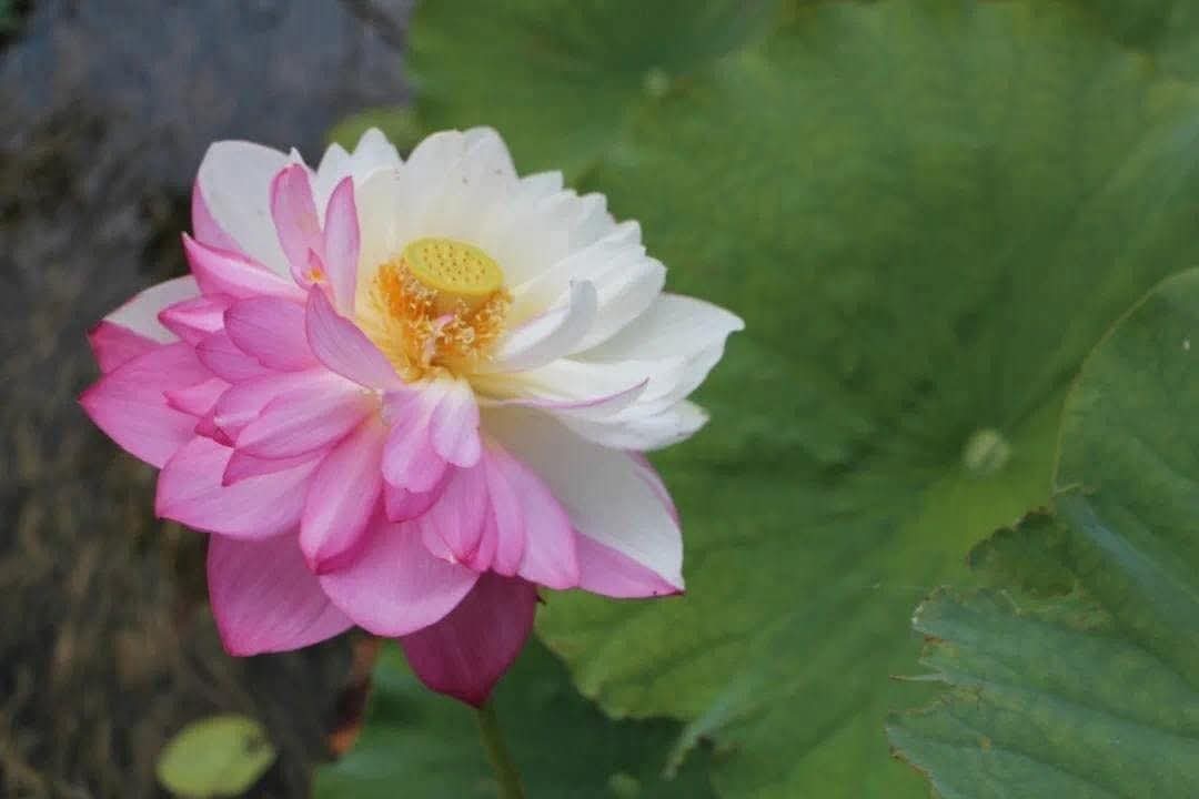 Lời nói