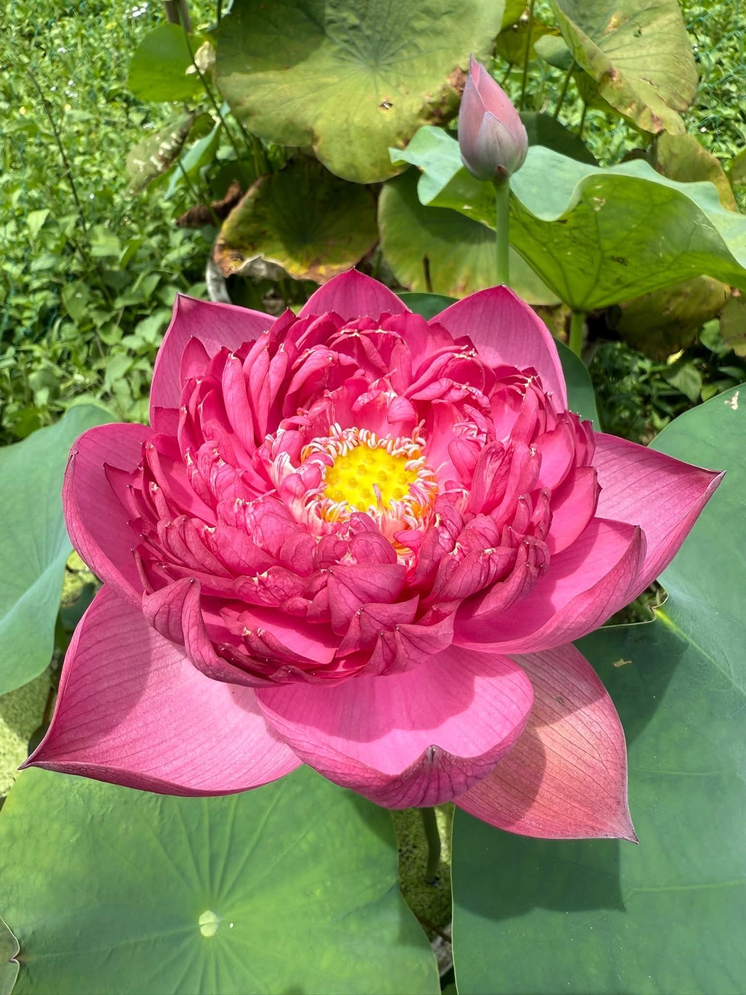 Chấp nhận để trưởng thành