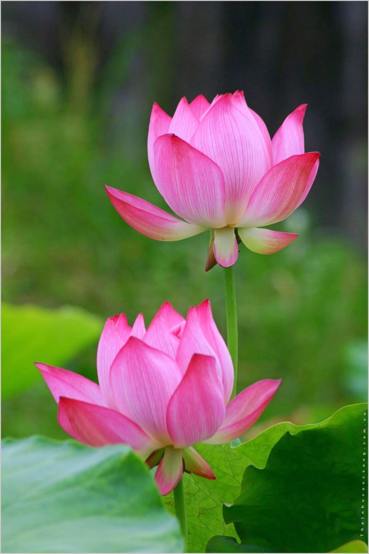 Nhẹ lòng hơn một.chút