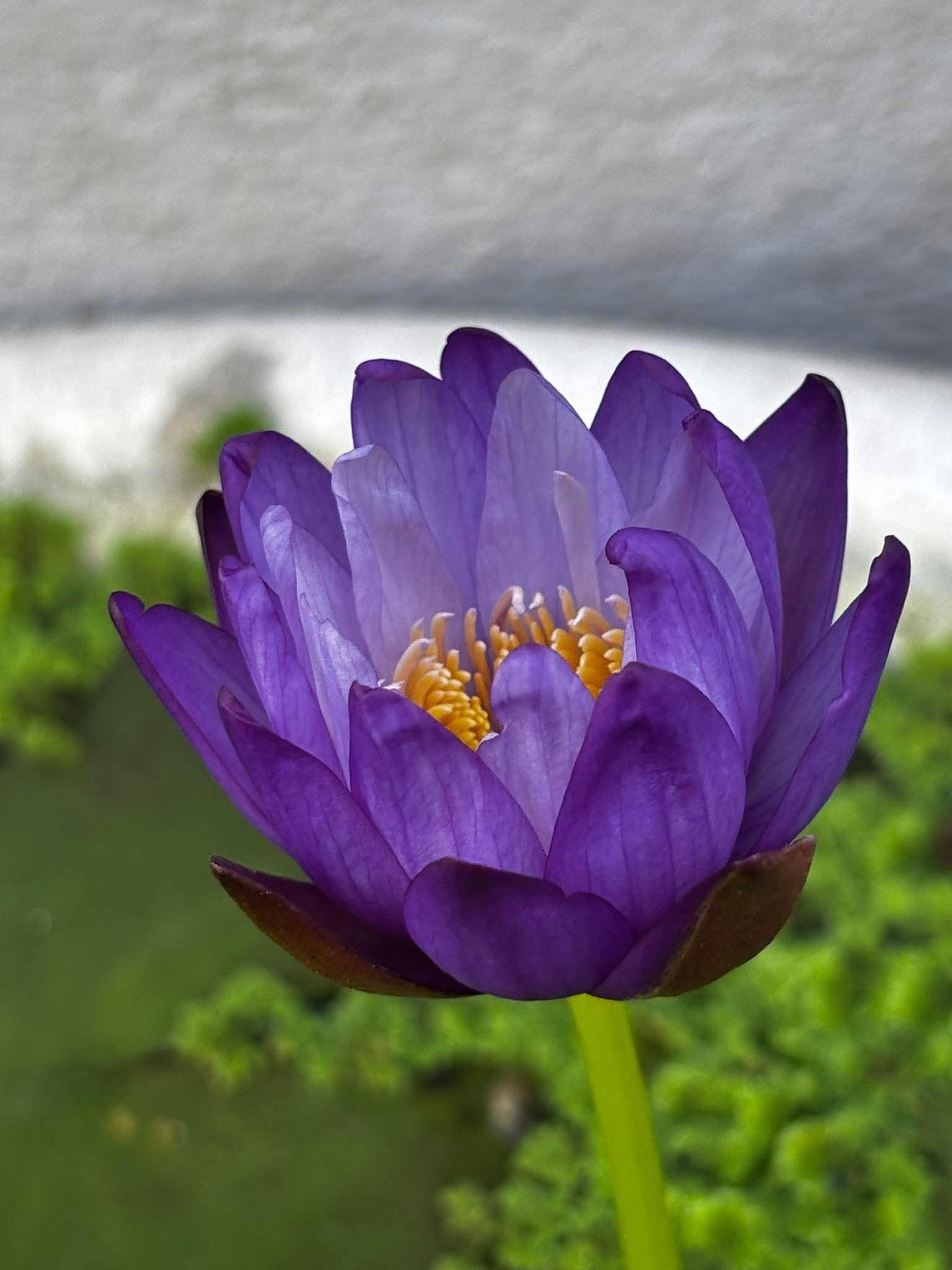 Người có đức