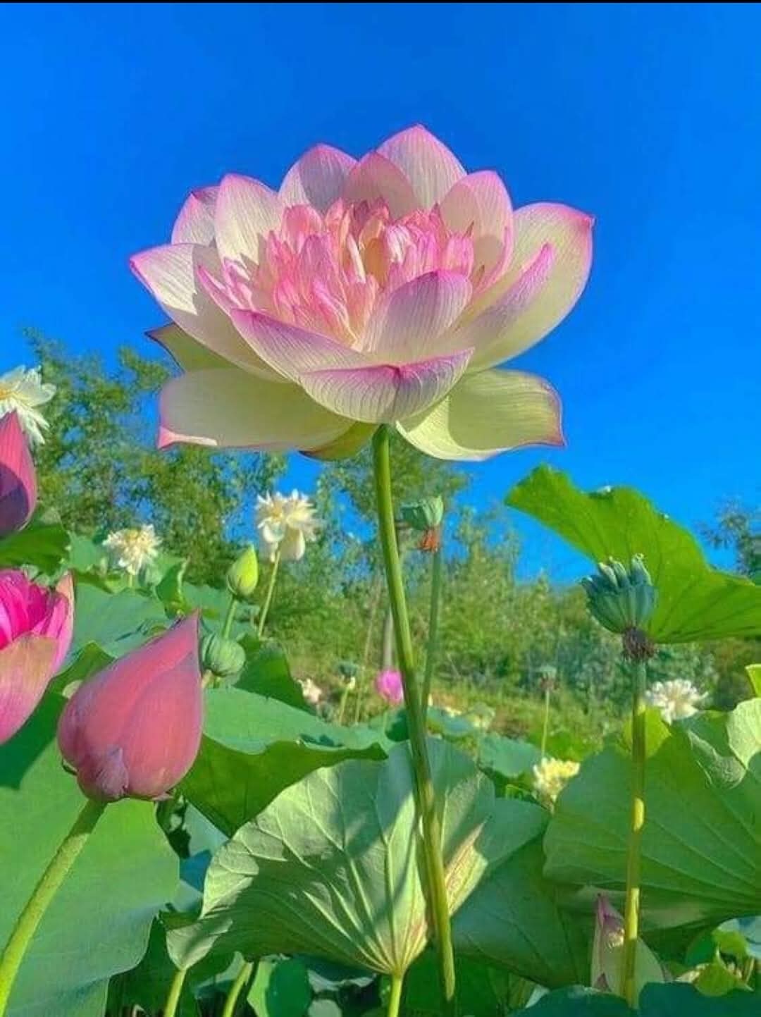 Ai mà vấp ngã không đau