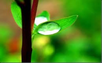 Sự sống đẹp lạ thường