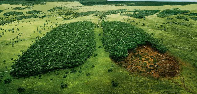 Trái đất sẽ như thế nào nếu không có cây xanh?