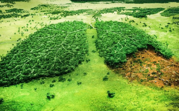Muốn cứu rừng Amazon và thế giới tránh khỏi cuộc diệt chủng lần thứ 6, con người cần phải… ăn chay