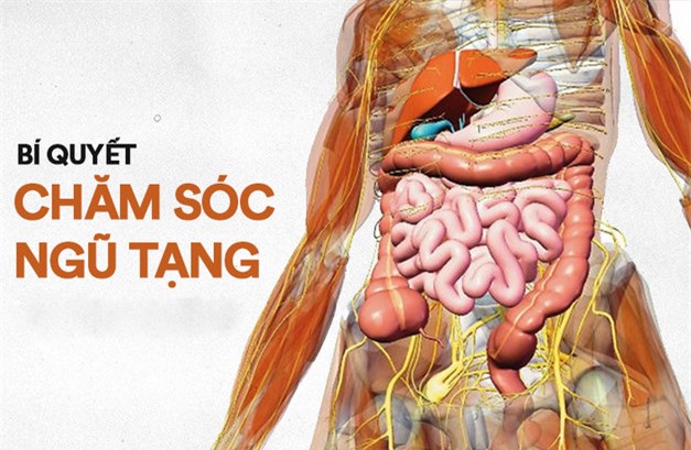 Chăm sóc nội tạng khoẻ mạnh