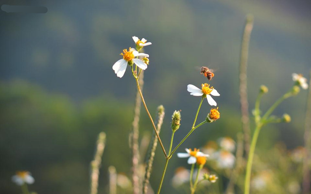 Hoa có thơm, ong bướm ắt tự tìm đến 