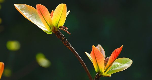 Ngồi giữa trời thu ta nhớ thu