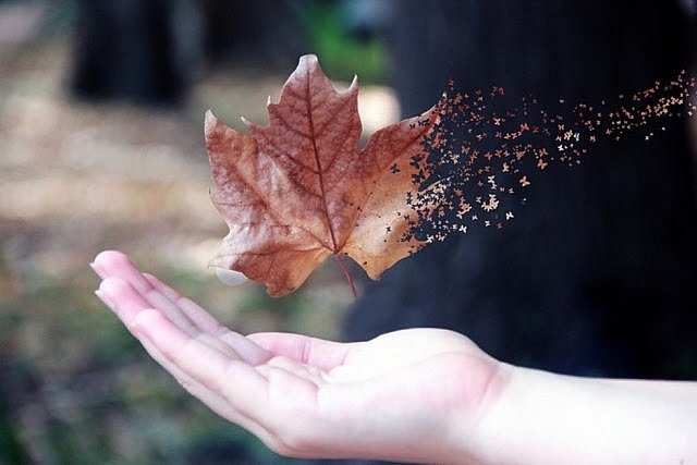 Bạn quan tâm tới cái gì thì cái đó càng trở nên rõ ràng, vững chắc trong đời bạn