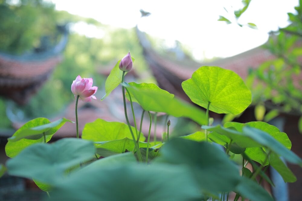 Cúi đầu không phải là nhận thua mà là muốn nhìn rõ con đường mình đi