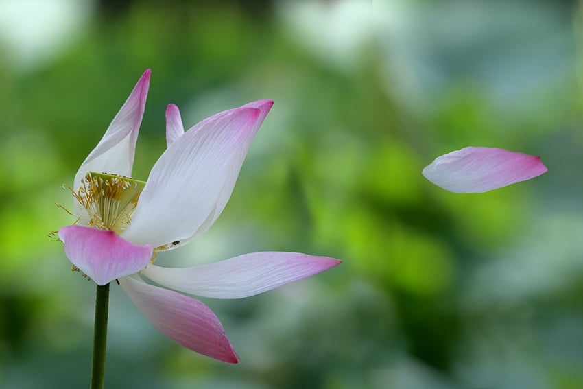 Tự tại - Tùy duyên