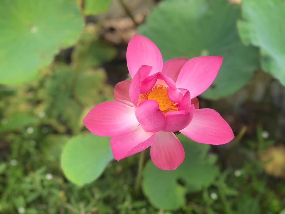 Cứ hay lo nghĩ, thành ra mãi sầu