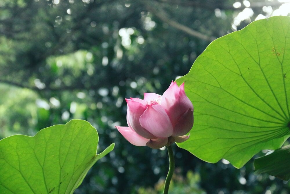 Tâm thái tùy duyên, trọn một đời cởi mở