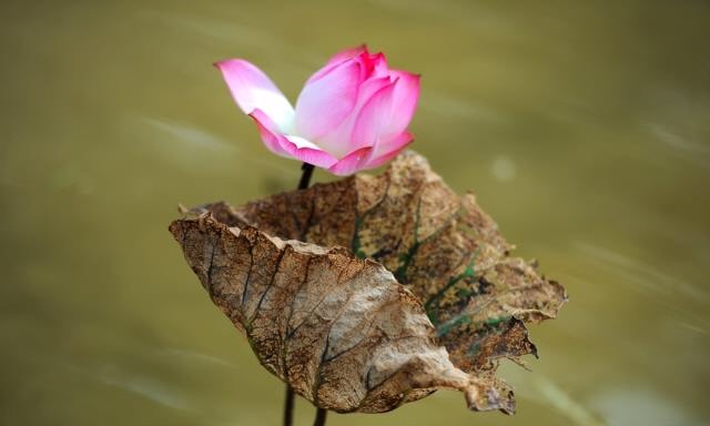 Lòng biết ơn