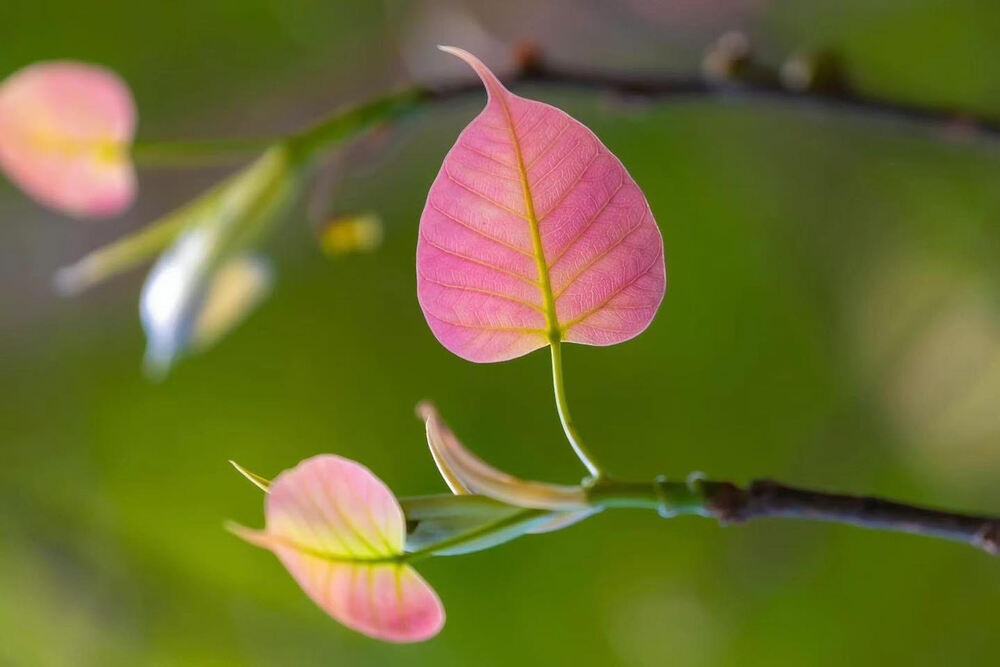 Hãy nhớ cái chết đang chờ chúng ta