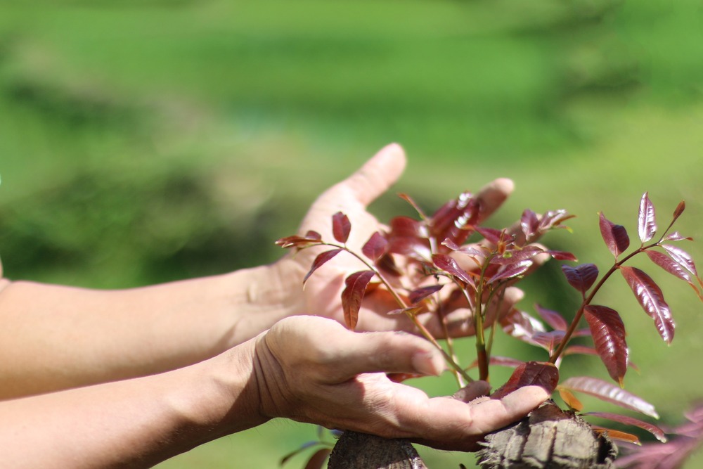 Có một niềm vui nuôi dưỡng thân tâm an tịnh, hướng đến an lạc dài lâu