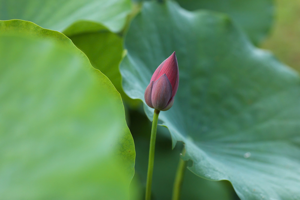 Bạn đi cùng ai