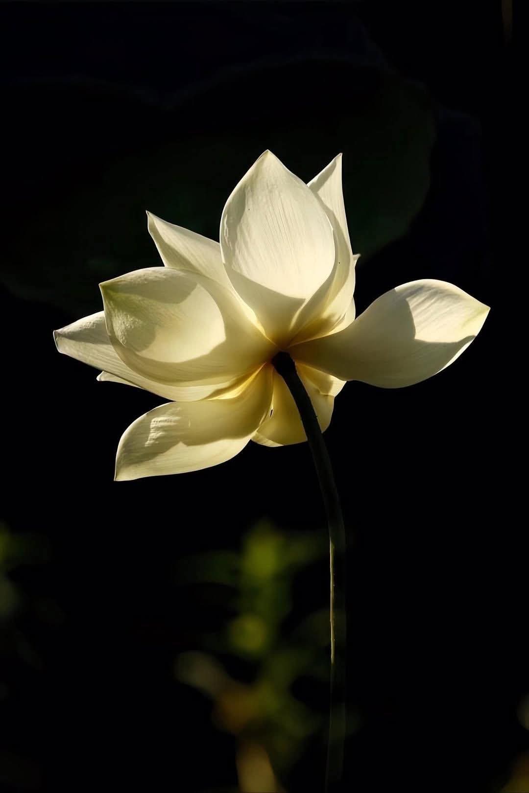 Nói xấu sau lưng