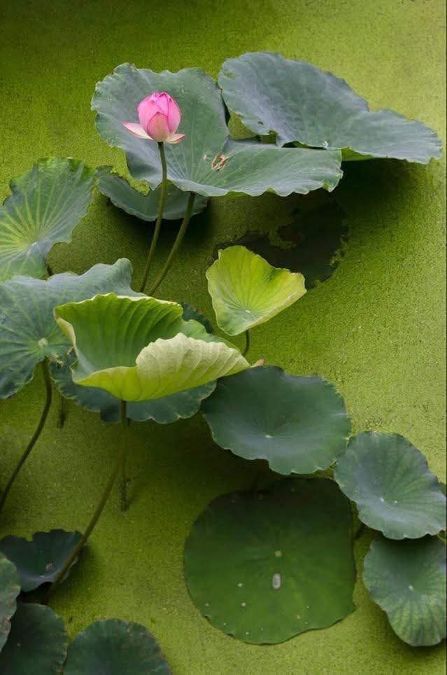 Không đánh mất từ tâm
