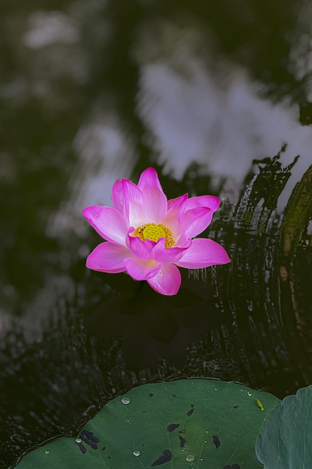 Suy ngẫm vô thường