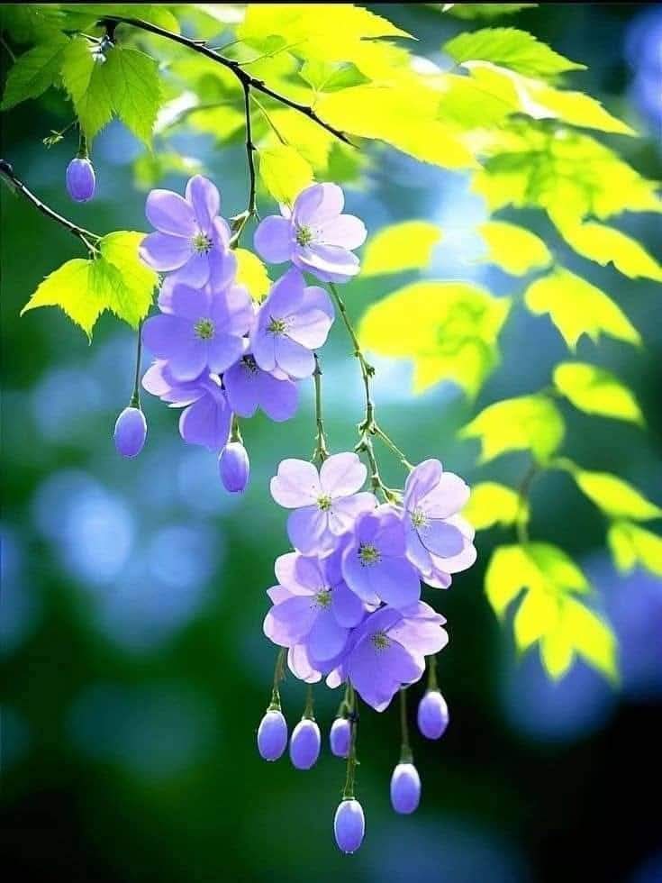 Sống bằng nguyện lực sẽ có được một cuộc sống vui