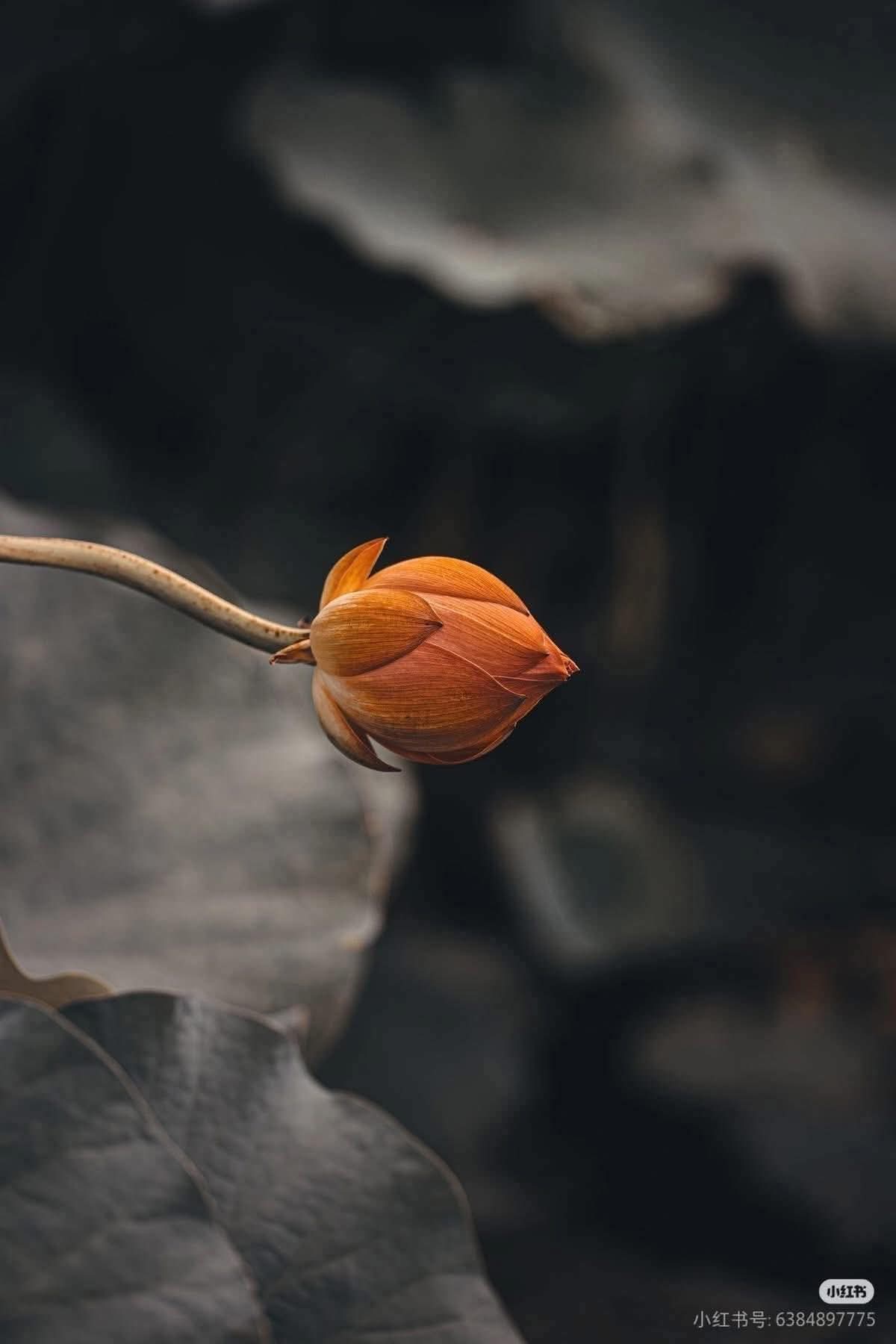 Mình đủ phước để làm việc gì hay không