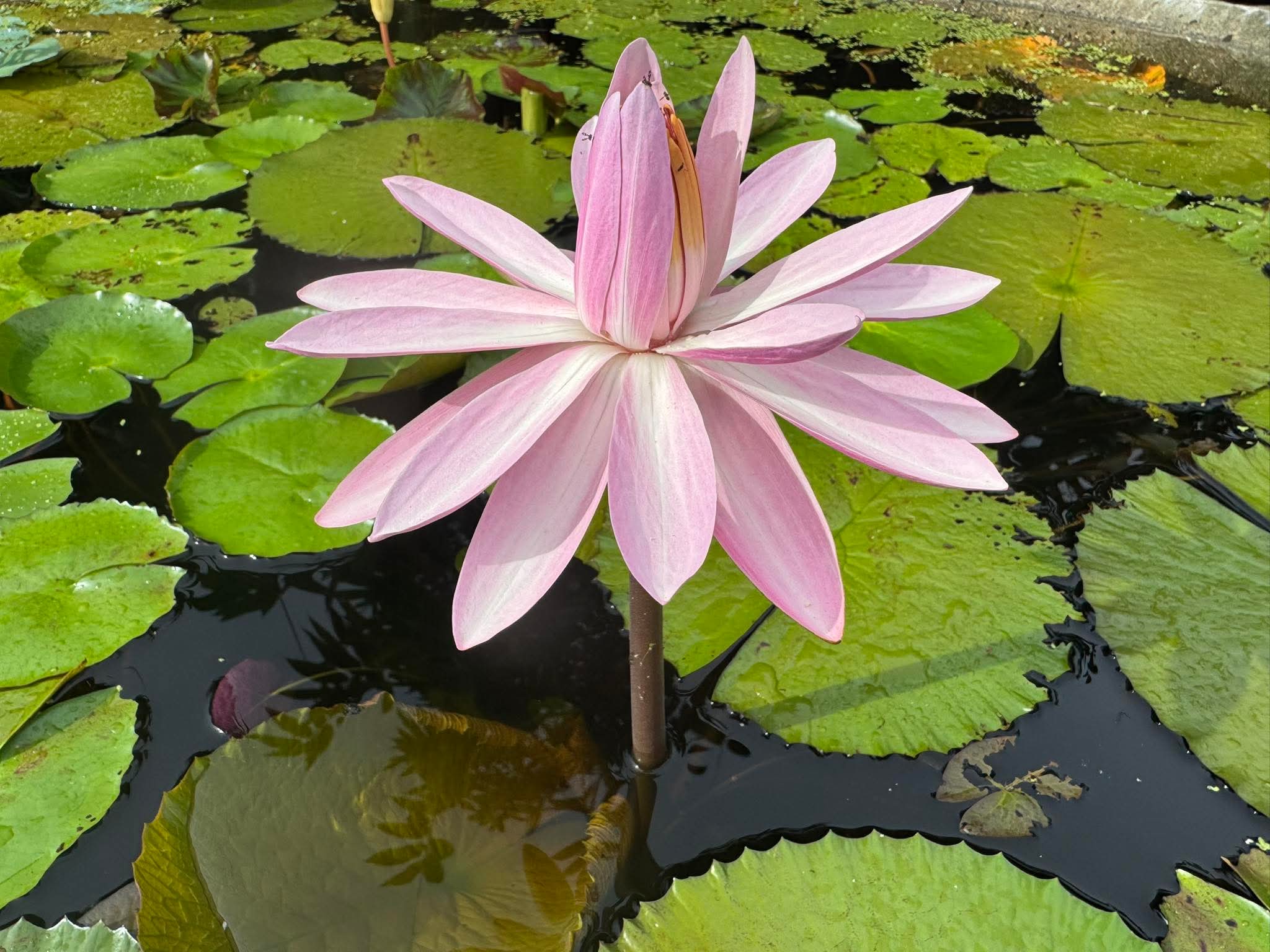 Việc nhỏ không làm, sau này khổ hơn