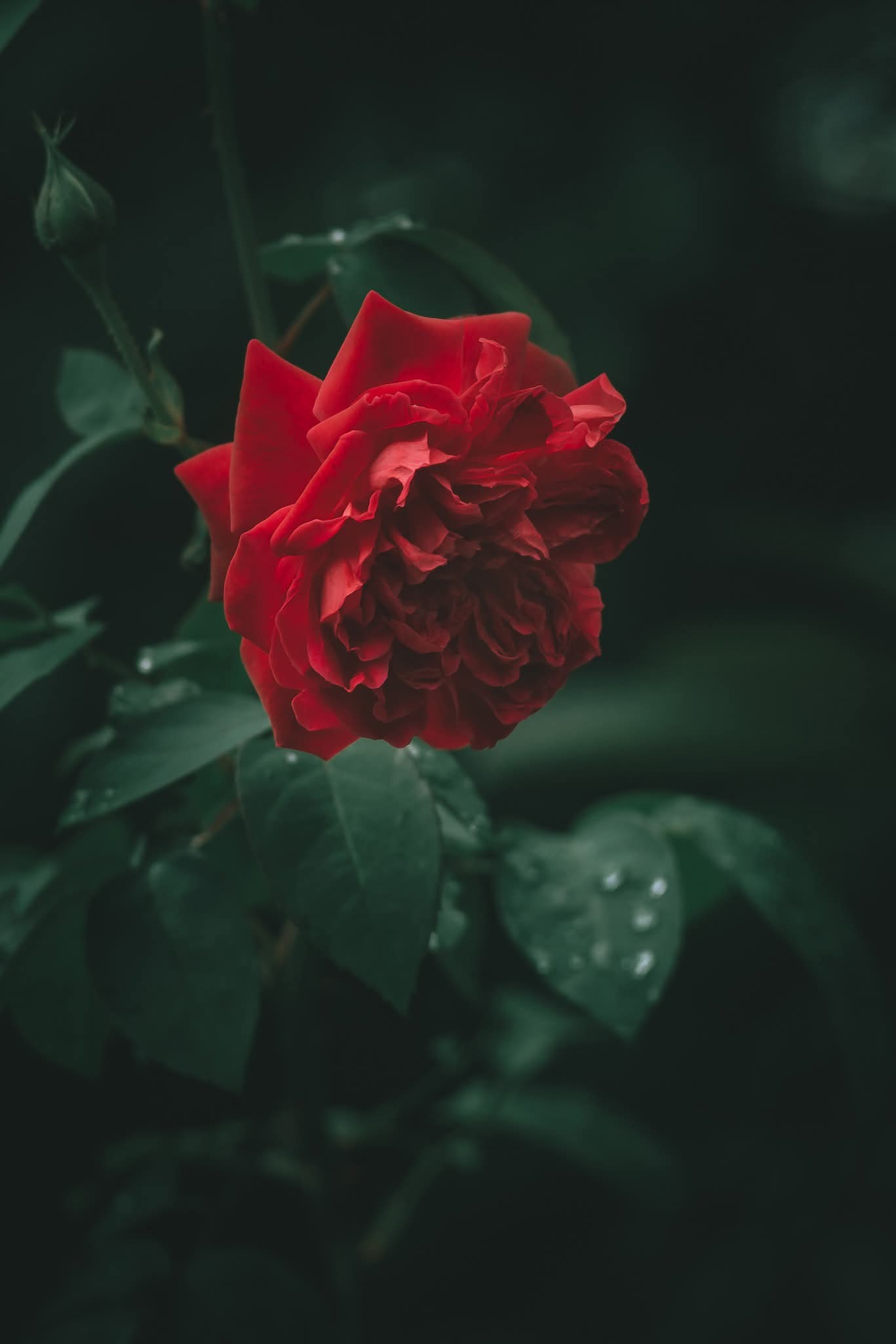 Đừng làm một người tùy tiện