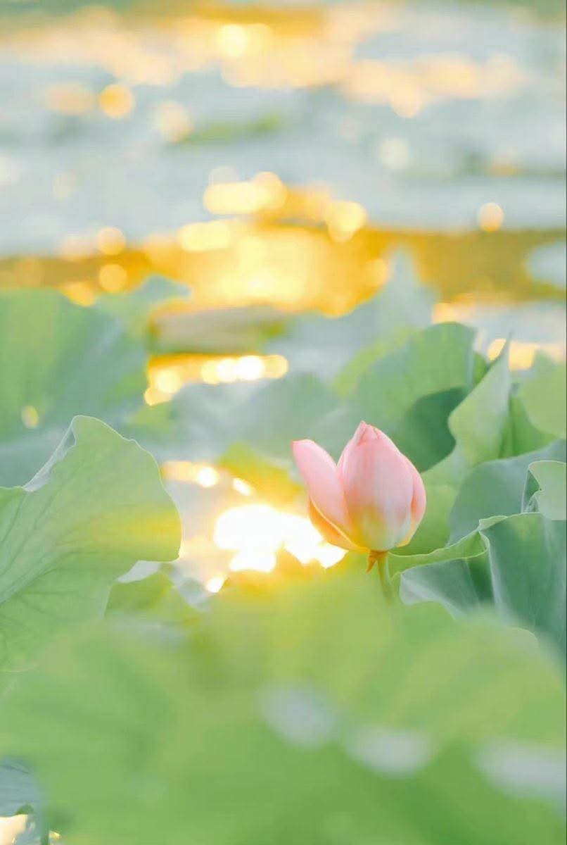Hành trình đời người