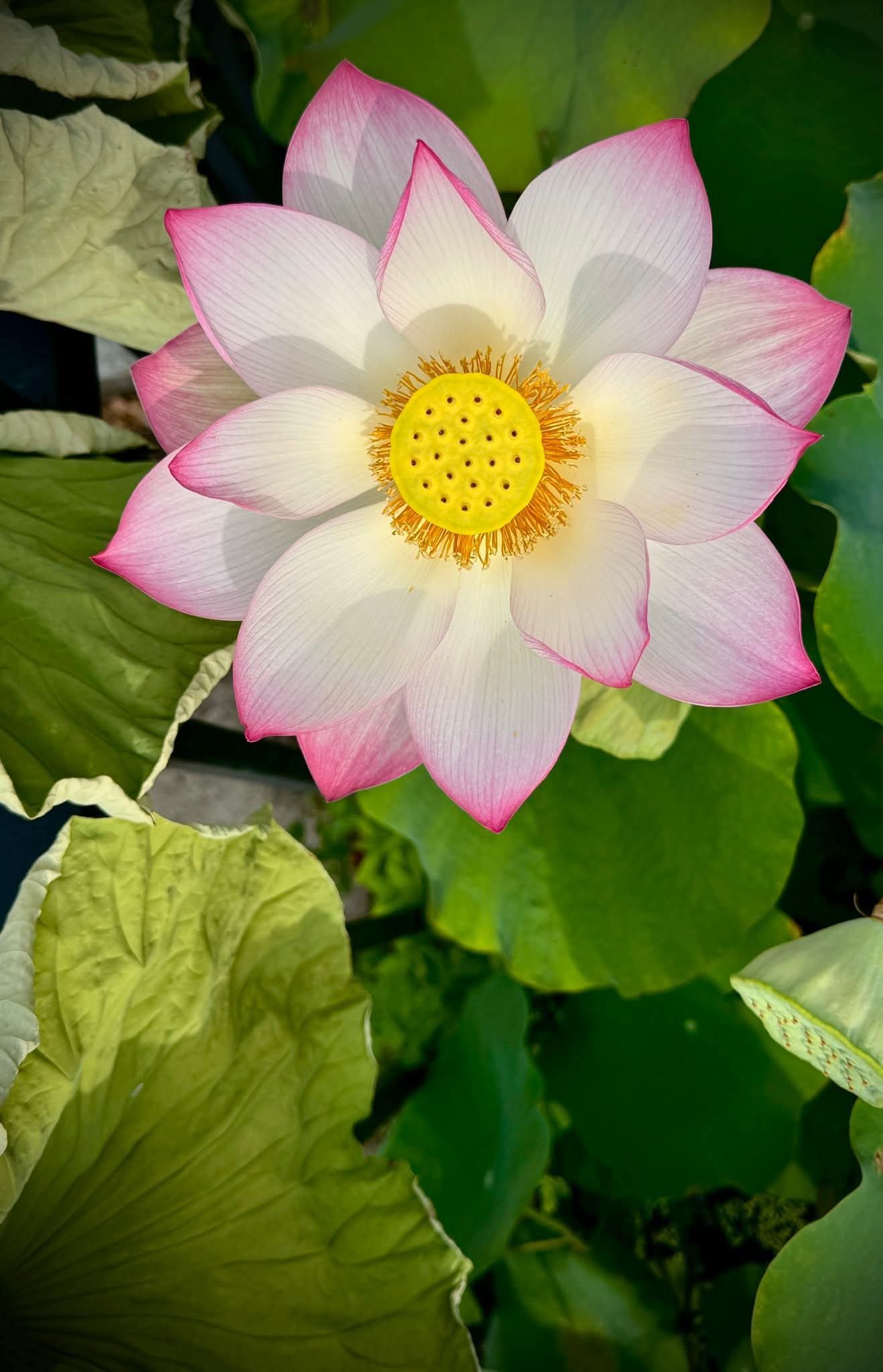 Lo sửa tâm mình