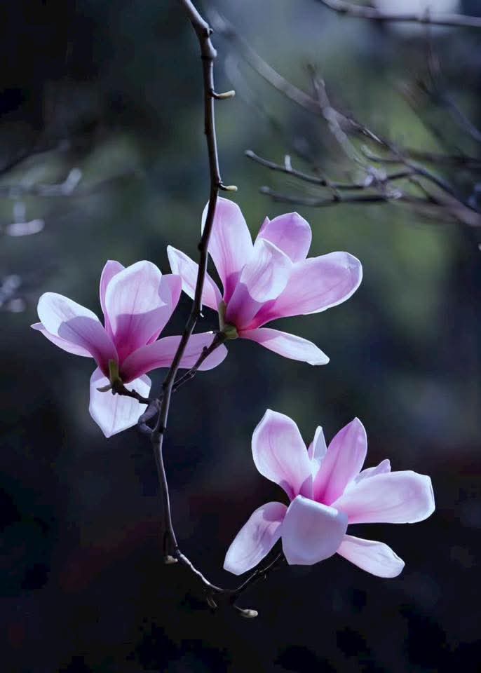Sân hận
