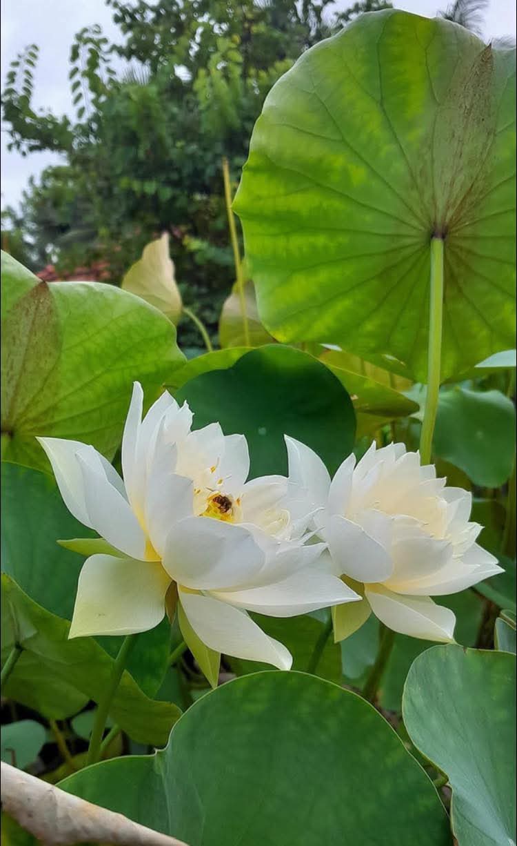 Hiểu mình rồi sẽ thấy đủ