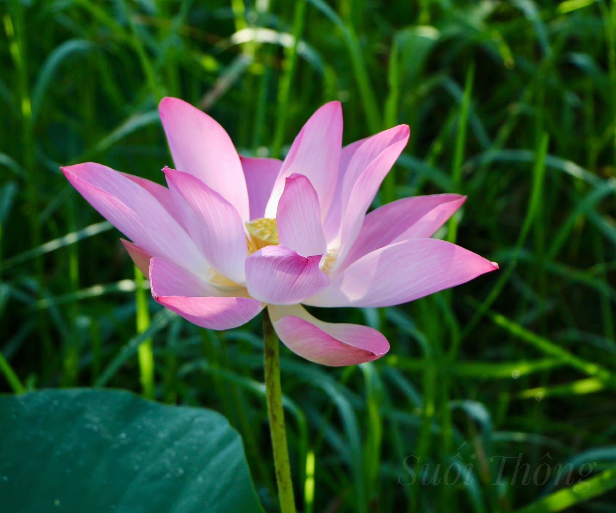 Người không biết nhẫn