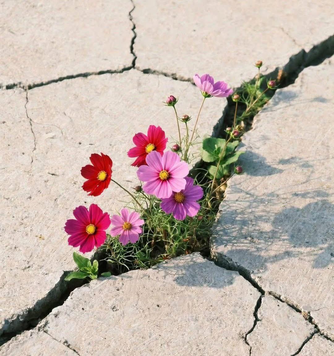 Cuộc đời ngắn ngủi