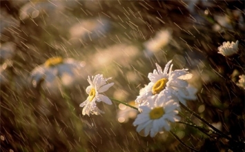 Cuộc sống như cơn mưa rào, không có ô, hãy cố gắng chạy