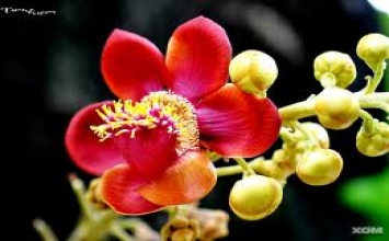 Tu là bỏ cái giả nhận ra cái thật