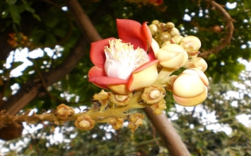 Vọng tâm tạm nghỉ