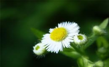 Những giấc mơ ảo về cuộc sống