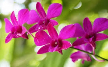 Dòng sông đời người