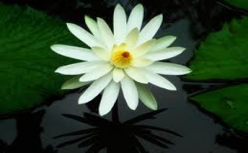 Tham